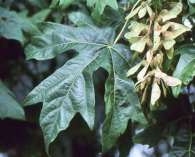 acer macrophyllum 1 graphic